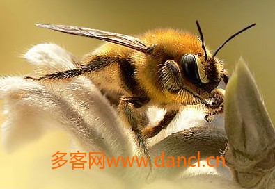 喂蜜蜂