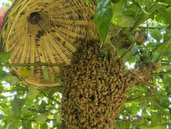 诱蜂水