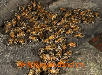台湾野蜜蜂