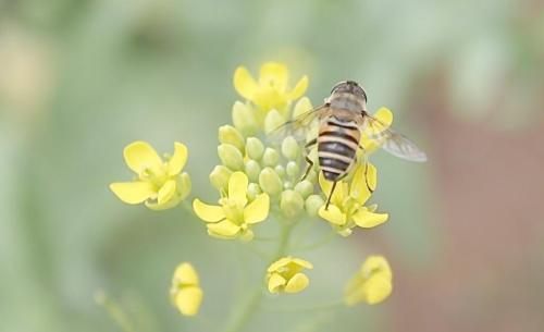 蜜蜂