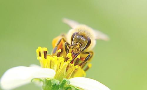 蜜蜂