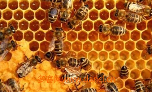 移虫育王