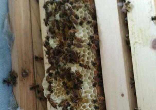 怎么装进蜂箱里