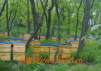 养殖蜜蜂