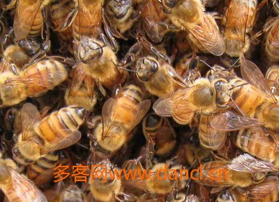 意蜂