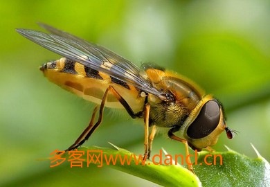 引蜜蜂