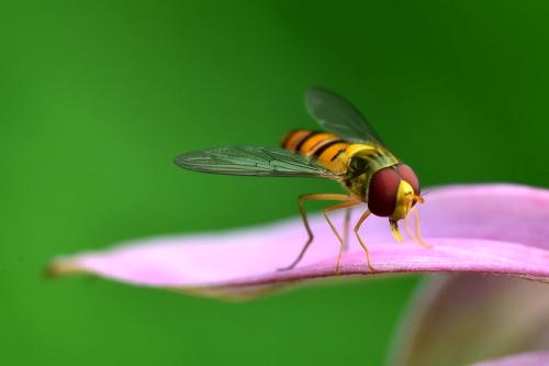 蜜蜂
