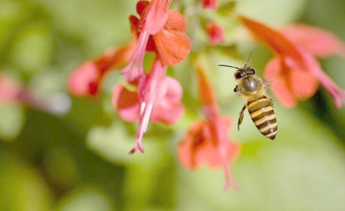 蜜蜂