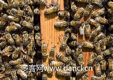 蜂王交尾