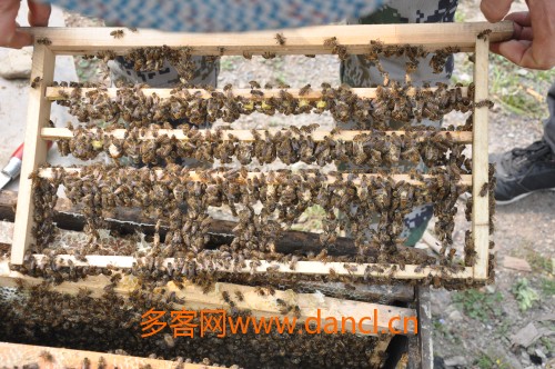 中蜂育王