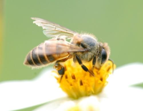 蜜蜂