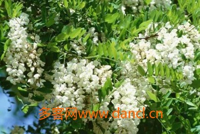 组织蜂群