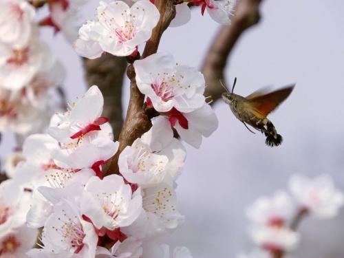 蜜蜂