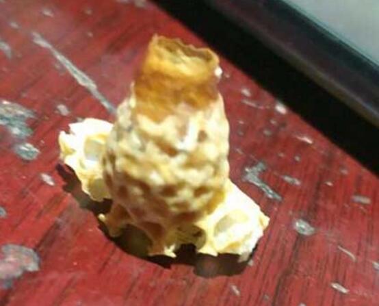 移虫培育蜂王