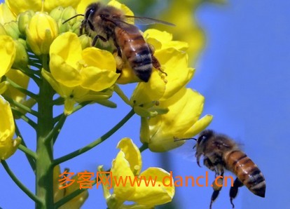 诱蜂