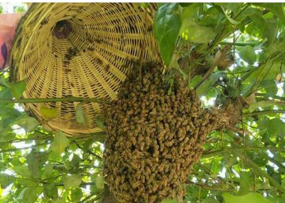 蜂箱嗡嗡响