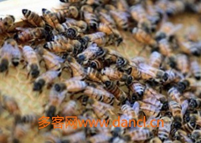 蜂群崩溃