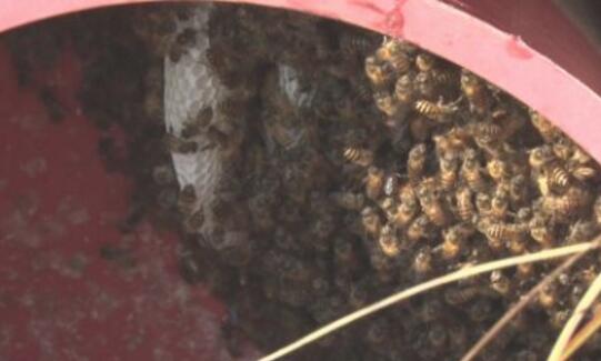 胡蜂诱蜂水