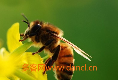 蜜蜂养殖