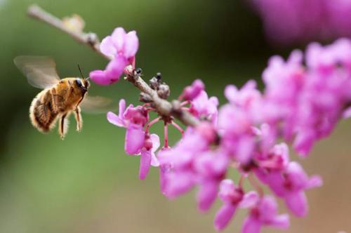 蜜蜂