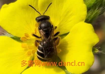 中蜂王