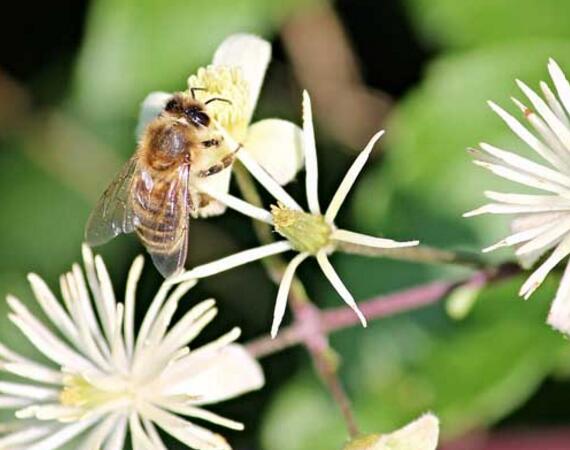 野生蜜蜂窝