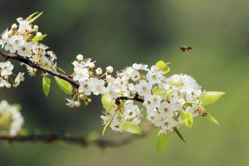 蜜蜂
