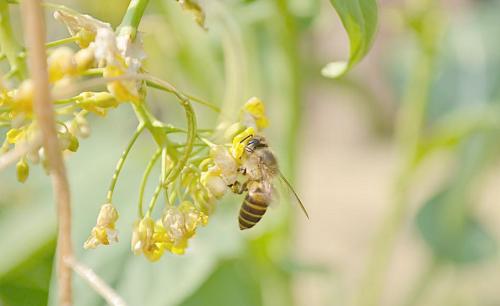 蜜蜂