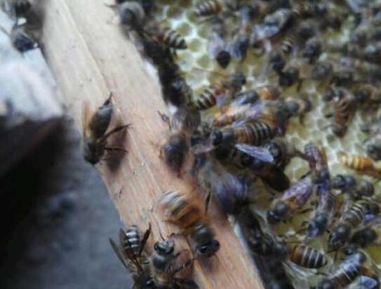 意蜂分蜂