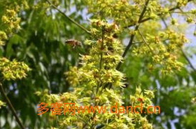 引诱蜜蜂