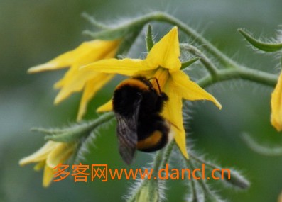 熊蜂
