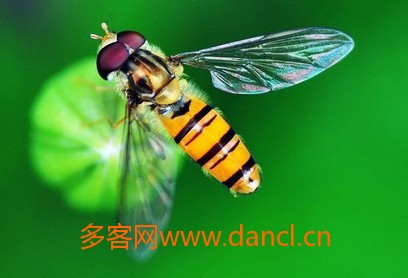 蜜蜂王