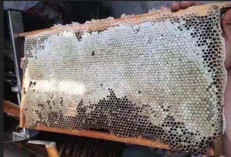 蜜脾