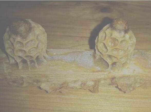 怎样介入王台