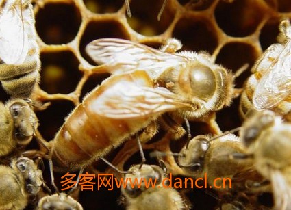 培养蜂王