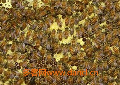 中蜂造脾
