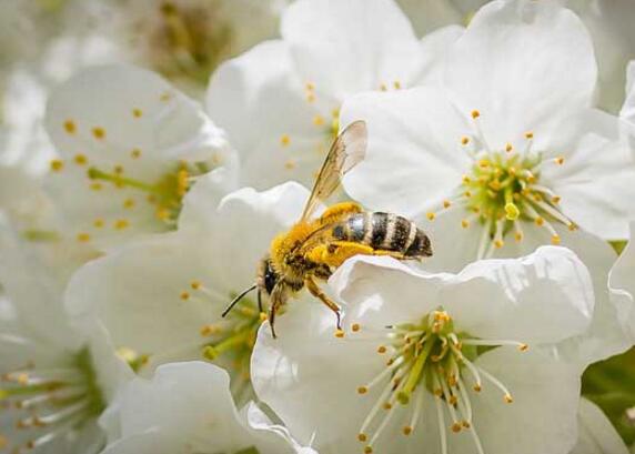 野生蜜蜂窝