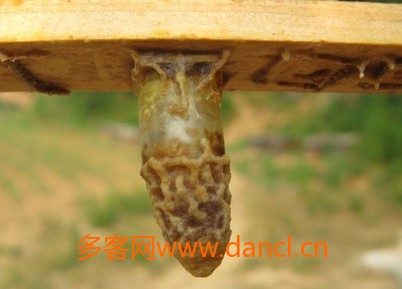 蜂王发育