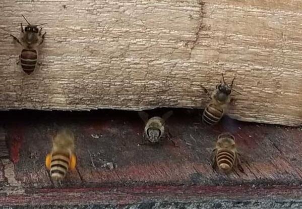 中蜂双王同箱