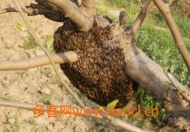 野蜜蜂