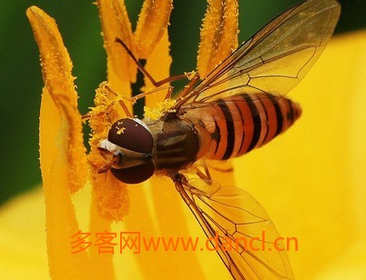 野蜂