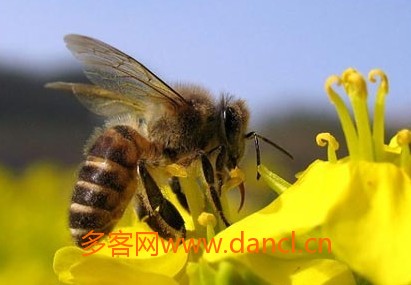 意蜂春繁