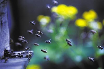 蜂