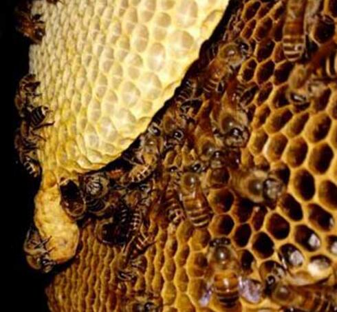 野外蜜蜂窝寻找技巧