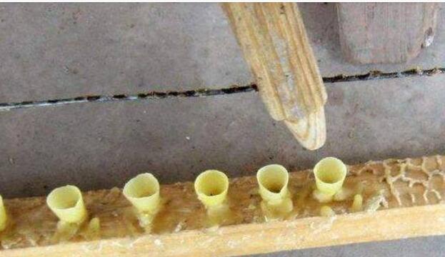 中蜂人工育王