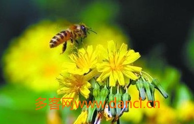 蜜蜂