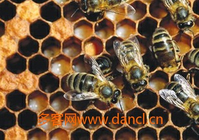 蜜蜂大卵育王