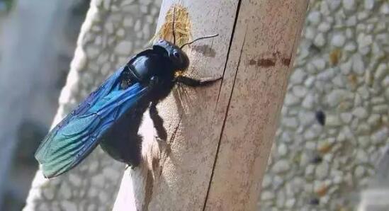 竹筒蜂