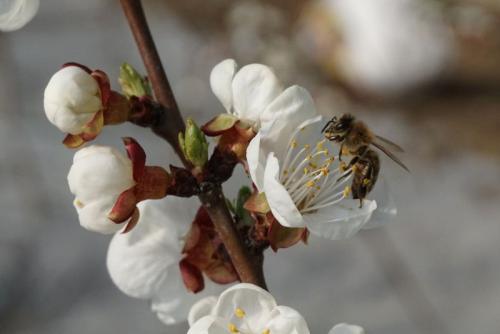 蜜蜂