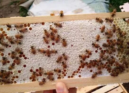 摇蜜和割蜜区别
